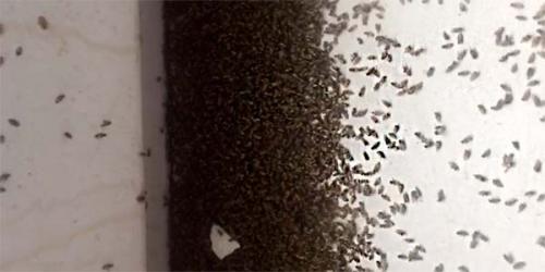 Как избавиться от мелких мошек в доме. Причины появления мошек в квартире 09