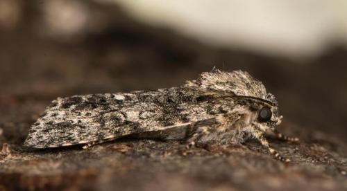 Как избавиться от мелких мошек в доме. Причины появления мошек в квартире 01