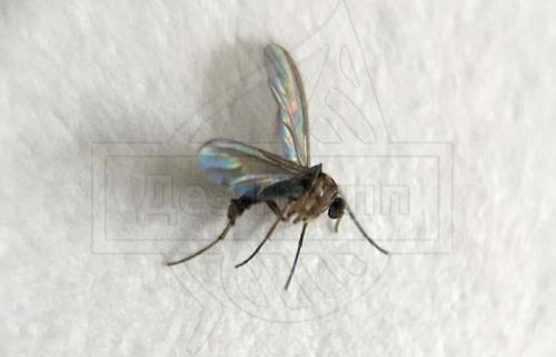 Как избавиться от мелких мошек в доме. Причины появления мошек в квартире 08