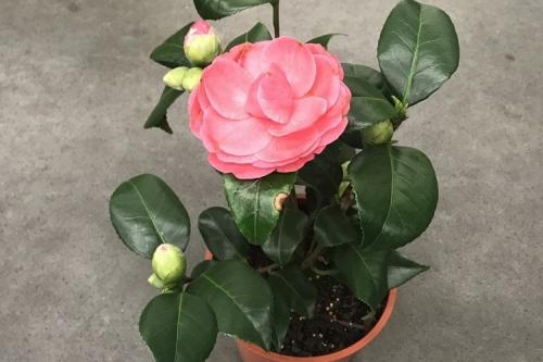 Мошки в цветах: как избавиться. 