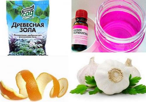 Мушки в цветочном горшке. Описание 22