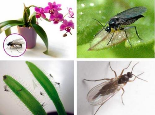 Мушки в цветочном горшке. Описание 19