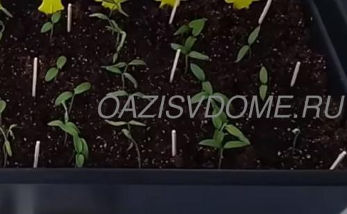 Земляные мошки. Как избавиться от мошек в земле в рассаде: лучшие способы борьбы с мушками