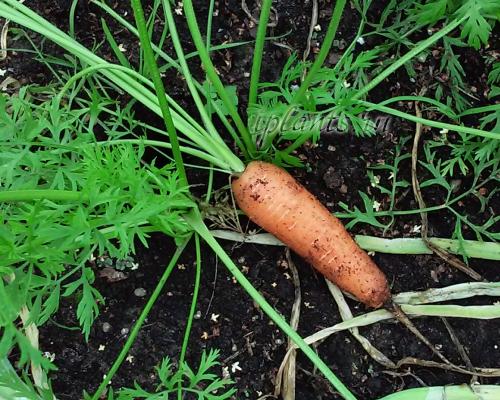 Как морковь вылазит из земли в зависимости от температуры. Когда убирать морковь