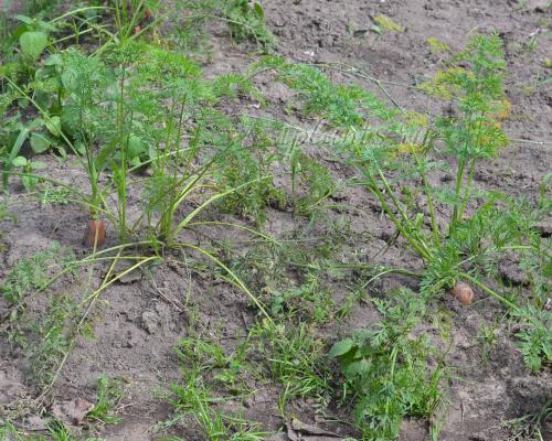 Как морковь вылазит из земли в зависимости от температуры. Когда убирать морковь