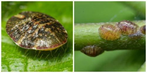 Как избавиться от мошек в цветочных горшках.. Какие мошки бывают 04 Как избавиться от мошек в цветочных горшках.. Какие мошки бывают 04