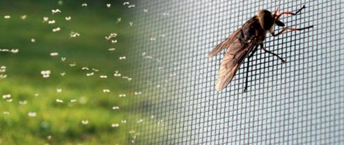 Как избавиться от мошек дома народными средствами. Как защититься от мошек на природе: народные средства своими руками