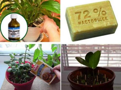 Перекись водорода от мошек в цветах. Народные средства борьбы с мошками