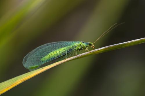 Как избавиться от мошек в цветочных горшках.. Какие мошки бывают 17 Как избавиться от мошек в цветочных горшках.. Какие мошки бывают 17