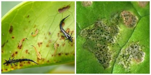 Как избавиться от мошек в цветочных горшках.. Какие мошки бывают 03 Как избавиться от мошек в цветочных горшках.. Какие мошки бывают 03