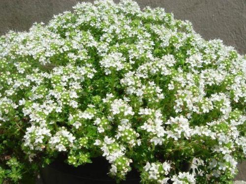 Какие преимущества имеет выращивание чабреца на Урале. Основные сорта и виды тимьяна с описанием, как выращивать чабрец и чем он полезен