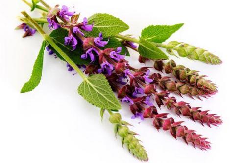 Чабрец на урале выращивание. Особенности выращивания чабреца на Урале, сроки посадки, уход и борьба с вредителями