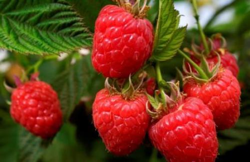 Подборка сортов малины для Московской области. Обыкновенные сорта малины