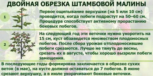 Подборка сортов малины для Московской области. Обыкновенные сорта малины 13