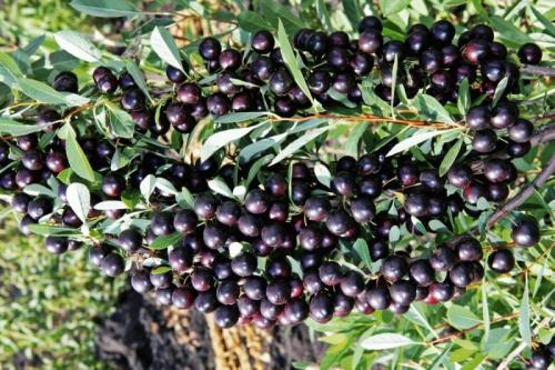 Какие условия необходимо соблюдать для выращивания сорта вишни Месаби. Описание и размножение вишни сорта Бессея, правила посадки и ухода