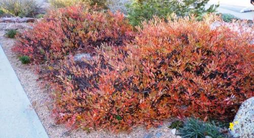 Какие условия необходимо соблюдать для выращивания сорта вишни Месаби. Описание и размножение вишни сорта Бессея, правила посадки и ухода