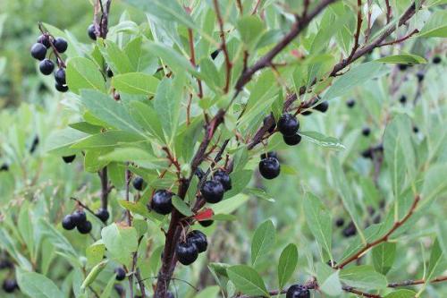 Какие условия необходимо соблюдать для выращивания сорта вишни Месаби. Описание и размножение вишни сорта Бессея, правила посадки и ухода