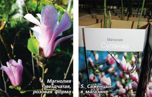 Выращивание морозостойких сортов магнолии в ландшафтном дизайне 08 Выращивание морозостойких сортов магнолии в ландшафтном дизайне 08