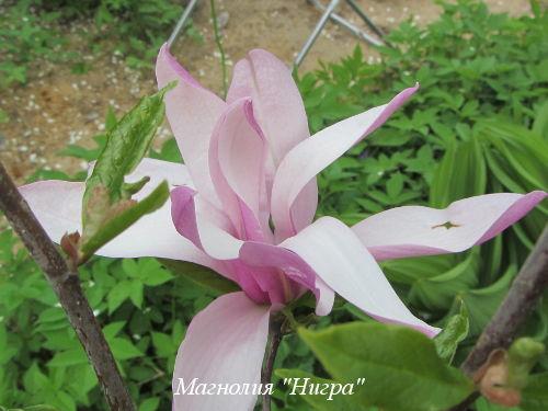 Выращивание морозостойких сортов магнолии в ландшафтном дизайне 04