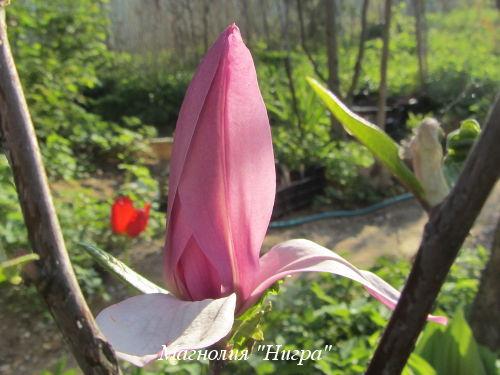 Выращивание морозостойких сортов магнолии в ландшафтном дизайне 03