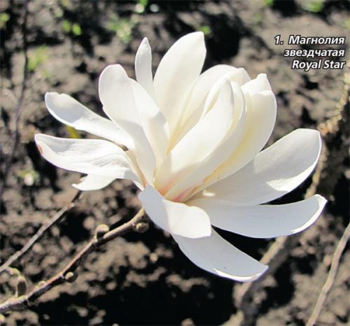 Выращивание морозостойких сортов магнолии в ландшафтном дизайне 06 Выращивание морозостойких сортов магнолии в ландшафтном дизайне 06