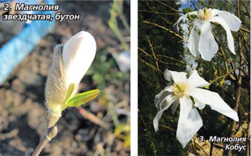 Выращивание морозостойких сортов магнолии в ландшафтном дизайне 07 Выращивание морозостойких сортов магнолии в ландшафтном дизайне 07