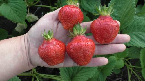 Клубника ремонтантная лучшие сорта для Подмосковья. 10 лучших сортов клубники для Подмосковья