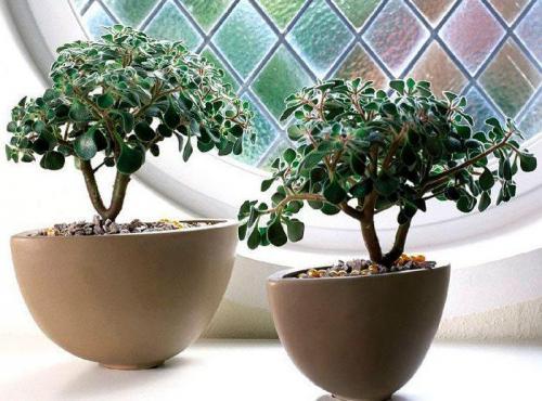 10 комнатных растений которые должны быть в каждом доме. 10 комнатных растений,которые должны быть у каждого в доме