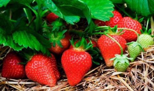 Клубника ремонтантная лучшие сорта для Подмосковья. 10 лучших сортов клубники для Подмосковья