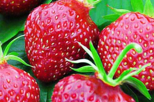 Клубника ремонтантная лучшие сорта для Подмосковья. 10 лучших сортов клубники для Подмосковья