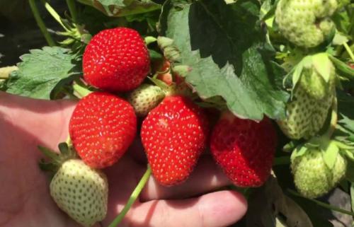 Клубника ремонтантная лучшие сорта для Подмосковья. 10 лучших сортов клубники для Подмосковья