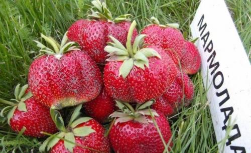 Клубника ремонтантная лучшие сорта для Подмосковья. 10 лучших сортов клубники для Подмосковья