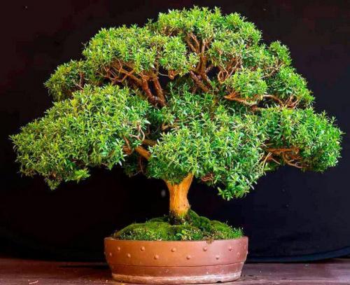 10 комнатных растений которые должны быть в каждом доме. 10 комнатных растений,которые должны быть у каждого в доме