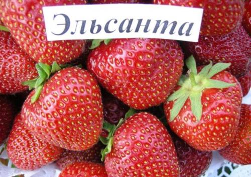 Клубника ремонтантная лучшие сорта для Подмосковья. 10 лучших сортов клубники для Подмосковья