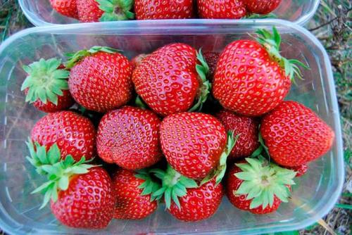 Клубника ремонтантная лучшие сорта для Подмосковья. 10 лучших сортов клубники для Подмосковья
