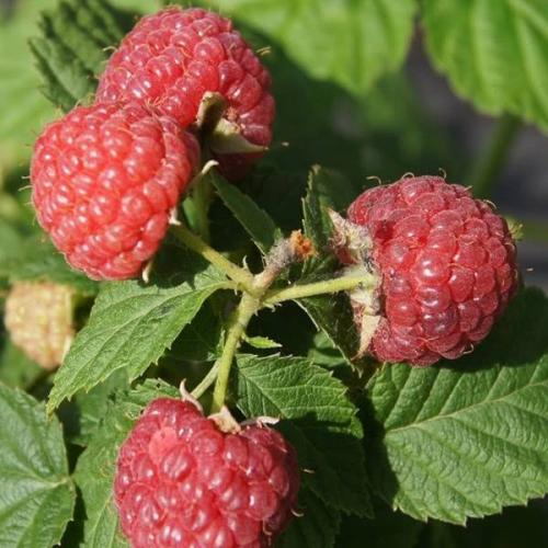 Лучшие сорта ремонтантной малины с высоким урожаем. Лучшие сорта для регионов