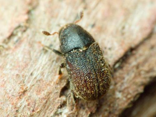 Какие симптомы могут указывать на поражение туи болезнями или вредителями