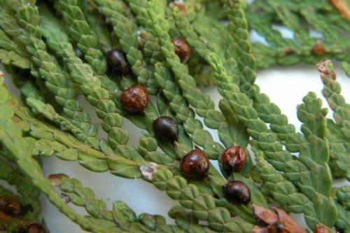 Какие симптомы могут указывать на поражение туи болезнями или вредителями