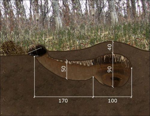Факты о полетах медведей