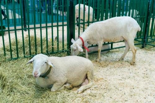 Какие виды животных были представлены на выставке