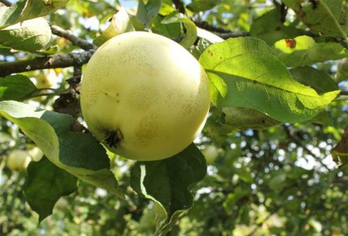 Выбор сорта яблок для вашего сада