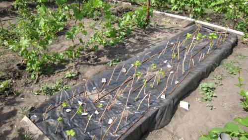 Что такое школка для саженцев винограда. Посадка винограда черенками осенью