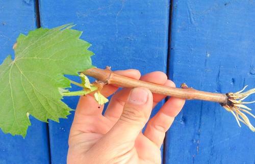 Школка для винограда осенью. Проращиваем черенки винограда зимой – быстрые и эффективные способы