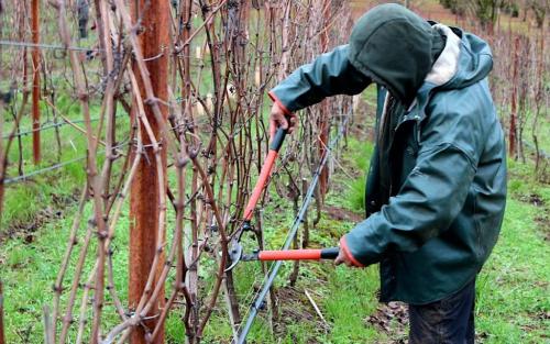 Как обрезать виноград летом от ненужных побегов схема. Сроки обрезки
