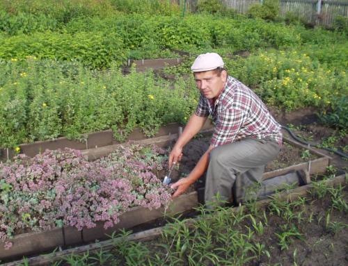 Что такое школка для саженцев винограда. Посадка винограда черенками осенью 09 Что такое школка для саженцев винограда. Посадка винограда черенками осенью 09