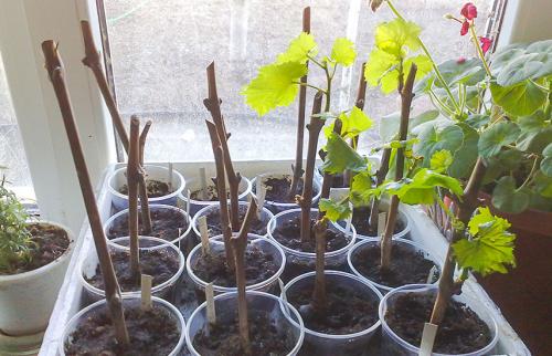 Школка для винограда осенью. Проращиваем черенки винограда зимой – быстрые и эффективные способы