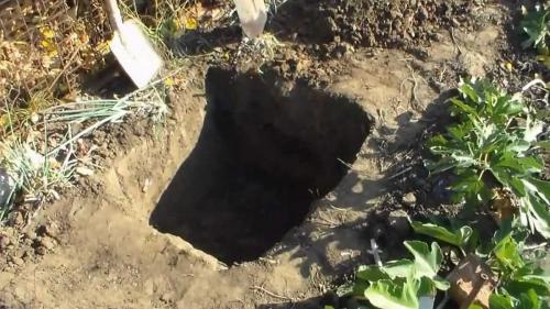 Пересадка винограда осенью на новое место. Технология пересадки винограда на новое место