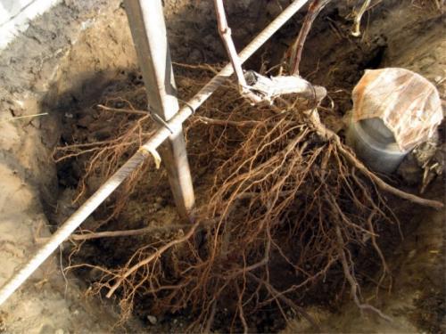 Пересадка винограда осенью на новое место. Технология пересадки винограда на новое место