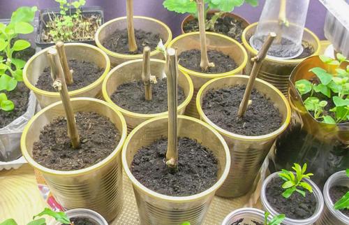 Школка для винограда осенью. Проращиваем черенки винограда зимой – быстрые и эффективные способы