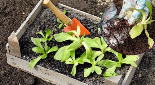 Что такое школка для саженцев винограда. Посадка винограда черенками осенью 04 Что такое школка для саженцев винограда. Посадка винограда черенками осенью 04
